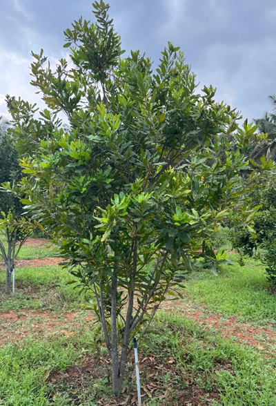 eolimn image